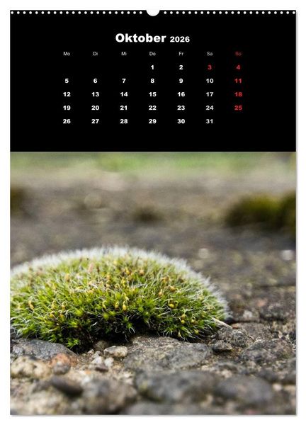 Produktbild: Die Welt der Moose. Ein Blick nach unten (Wandkalender 2026 DIN A2 hoch), CALVENDO Monatskalender