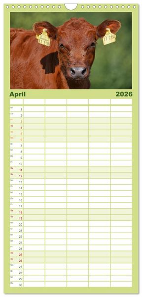 Produktbild: Familienplaner 2026 - Weiderinder im Frankenwald mit 5 Spalten (Wandkalender, 21 x 45 cm) CALVENDO