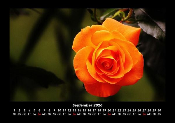 Produktbild: Blumentr&auml;ume 2026 Fotokalender DIN A3