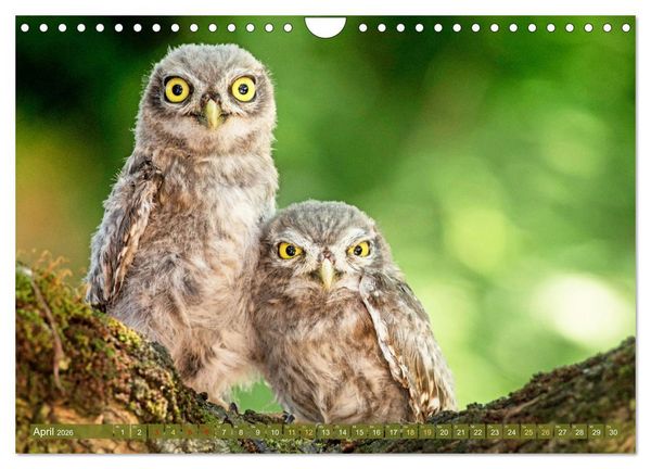 Produktbild: Wildtiere des Waldes: Hier wird der Mythos Wald lebendig (Wandkalender 2026 DIN A4 quer), CALVENDO Monatskalender