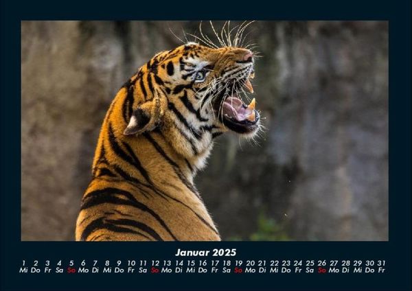Produktbild: Tiere in der Wildnis 2025 Fotokalender DIN A4