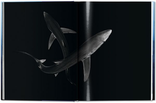 Produktbild: Michael Muller. Sharks