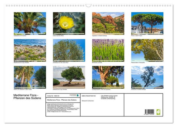 Produktbild: Mediterrane Flora - Pflanzen des S&uuml;dens (Wandkalender 2026 DIN A2 quer), CALVENDO Monatskalender