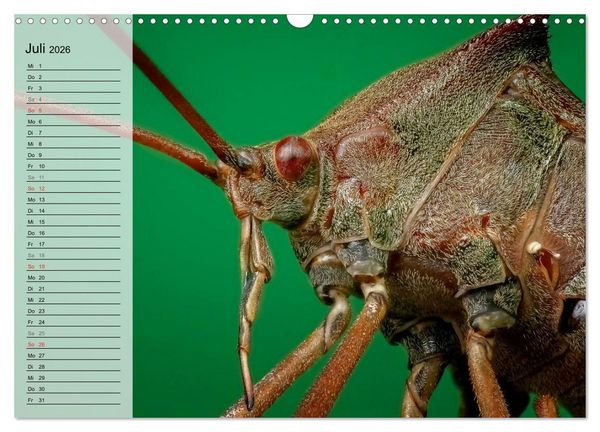 Produktbild: Die geheimnisvolle Welt der Insekten (Wandkalender 2026 DIN A3 quer), CALVENDO Monatskalender
