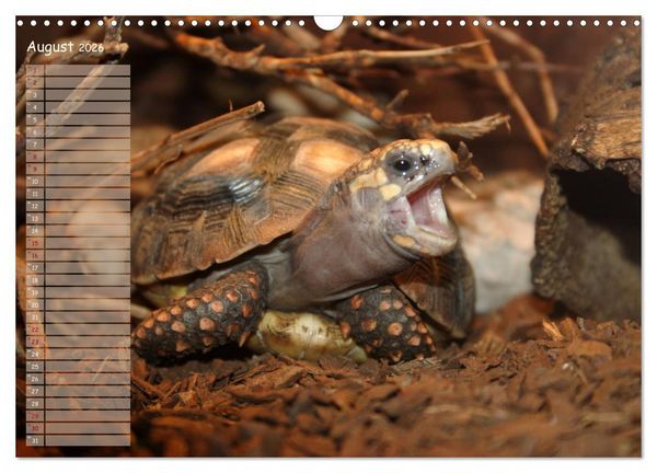 Produktbild: Schildkr&ouml;ten - Gepanzerte Wesen aus Urzeiten (Wandkalender 2026 DIN A3 quer), CALVENDO Monatskalender