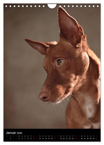 Produktbild: Stille Momente - Die sensible Seite der Hunde (Wandkalender 2026 DIN A4 hoch), CALVENDO Monatskalender