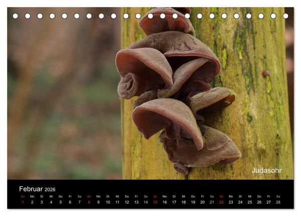 Produktbild: Pilzkalender (Tischkalender 2026 DIN A5 quer), CALVENDO Monatskalender