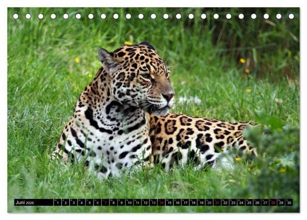 Produktbild: Regenwald &bull; Tiere im Dschungel (Tischkalender 2026 DIN A5 quer), CALVENDO Monatskalender