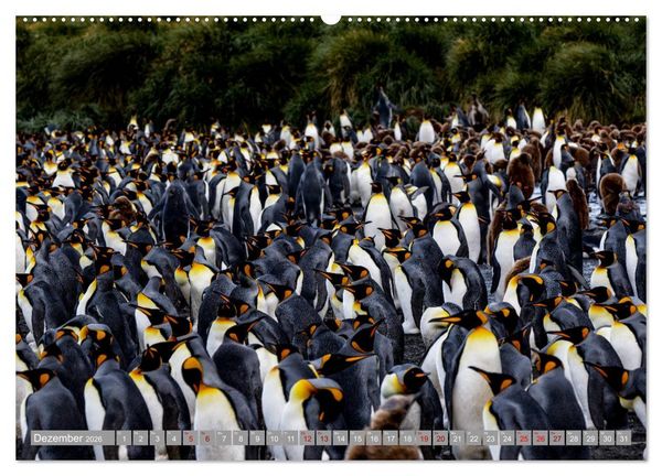 Produktbild: Einfach liebenswert diese Pinguine (hochwertiger Premium Wandkalender 2026 DIN A2 quer), Kunstdruck in Hochglanz