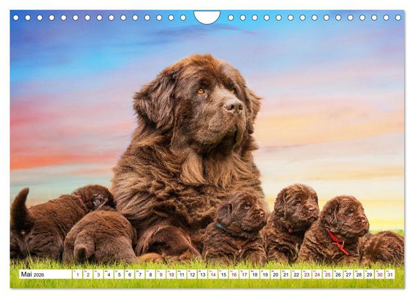 Produktbild: Ohne Hund ist alles nichts - Mit unseren besten Freunden durch das Jahr (Wandkalender 2026 DIN A4 quer), CALVENDO Monatskalender