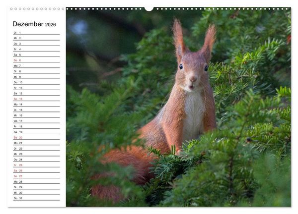 Produktbild: Guck mal, ein Eichh&ouml;rnchen! (hochwertiger Premium Wandkalender 2026 DIN A2 quer), Kunstdruck in Hochglanz