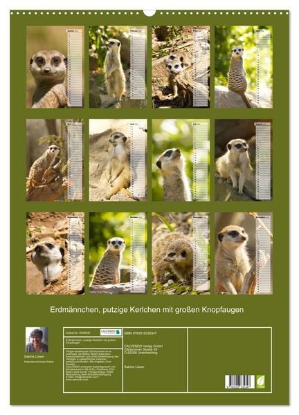 Produktbild: Erdm&auml;nnchen, putzige Kerlchen mit gro&szlig;en Knopfaugen (Wandkalender 2026 DIN A2 hoch), CALVENDO Monatskalender