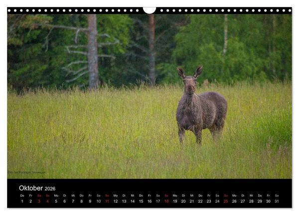 Produktbild: Naturwucht Skandinavien (Wandkalender 2026 DIN A3 quer), CALVENDO Monatskalender