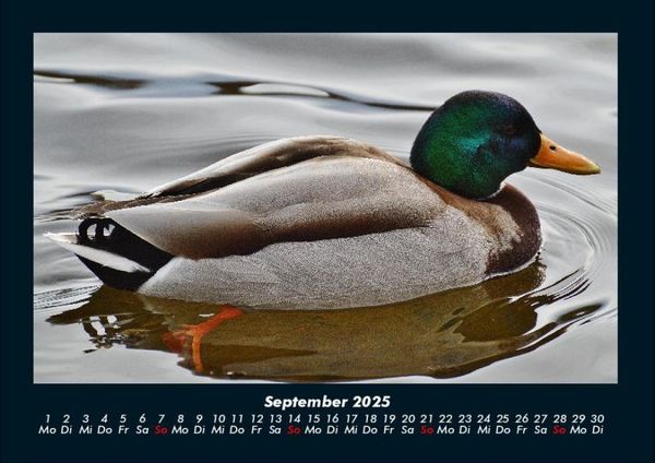 Produktbild: Enten 2025 Fotokalender DIN A4