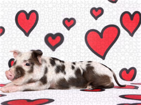 Produktbild: CALVENDO Puzzle Turopolje Ferkel / Turopolje Piglet 1000 Teile Lege-Gr&ouml;&szlig;e 64 x 48 cm Foto-Puzzle Bild von Jeanette Hutfluss