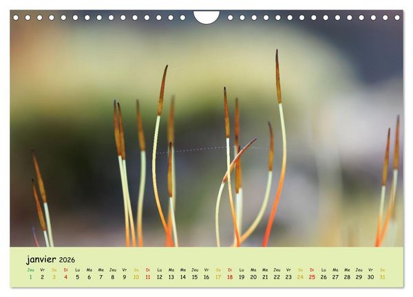 Produktbild: Le monde majestueux des mousses (Calendrier mural 2026 DIN A4 vertical), CALVENDO calendrier mensuel
