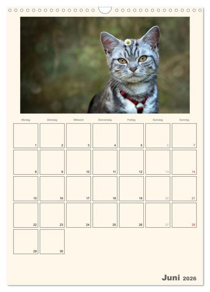 Produktbild: Schmusige Britisch Kurzhaar (Wandkalender 2026 DIN A3 hoch), CALVENDO Monatskalender