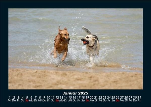 Produktbild: Hunde 2025 Fotokalender DIN A5