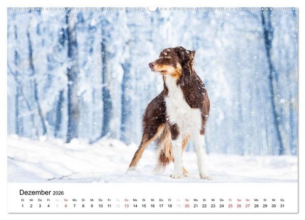 Produktbild: Border Collies 2026 (hochwertiger Premium Wandkalender 2026 DIN A2 quer), Kunstdruck in Hochglanz