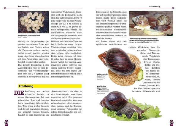 Produktbild: Achatschnecken