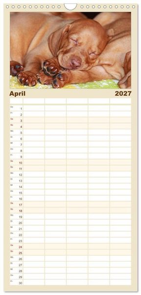 Produktbild: Familienplaner 2027 - Magyar Vizsla - Vielseitiger Jagdhund mit 5 Spalten (Wandkalender, 21 x 45 cm) CALVENDO