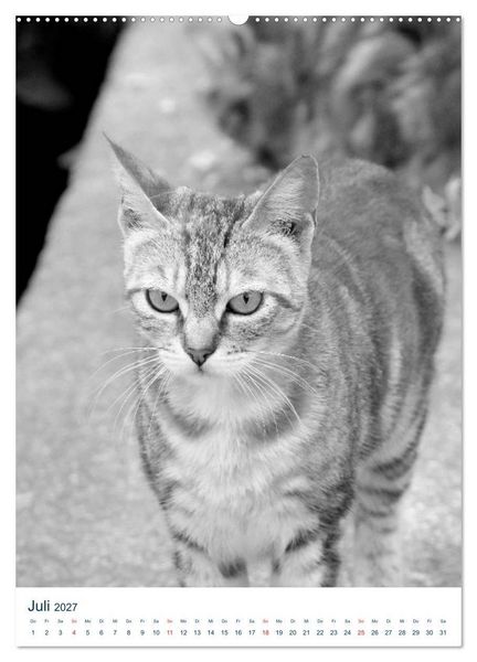 Produktbild: Wilde Katzen - Korsikas Samtpfoten (Wandkalender 2027 DIN A2 hoch), CALVENDO Monatskalender