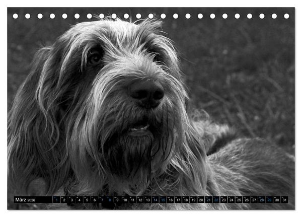 Produktbild: Carissimo Spinone Italiano (Tischkalender 2026 DIN A5 quer), CALVENDO Monatskalender
