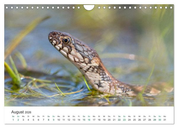 Produktbild: Schlangen - Portraits europ&auml;ischer Arten (Wandkalender 2026 DIN A4 quer), CALVENDO Monatskalender