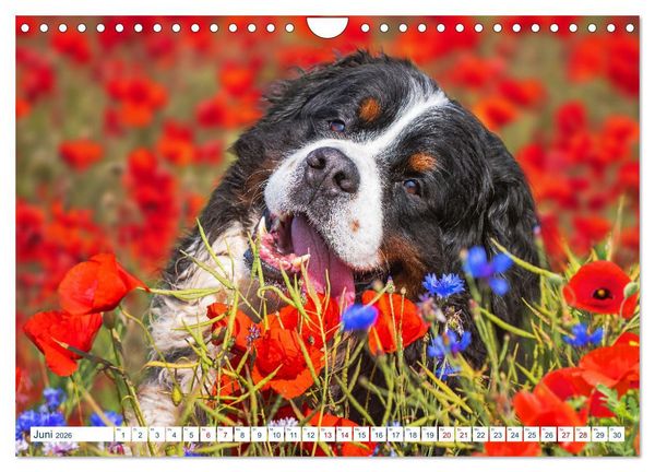 Produktbild: Berner Sennenhund - Ein Traum auf vier Pfoten (Wandkalender 2026 DIN A4 quer), CALVENDO Monatskalender