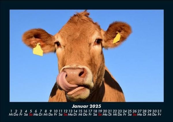 Produktbild: Kuhkalender 2025 Fotokalender DIN A5