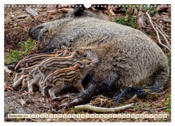 Produktbild: Unverwechselbar - Wildschwein (Wandkalender 2026 DIN A3 quer), CALVENDO Monatskalender