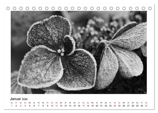 Produktbild: Die grafische Sch&ouml;nheit der Pflanzen &ndash; Schwarz-Wei&szlig; (Tischkalender 2026 DIN A5 quer), CALVENDO Monatskalender