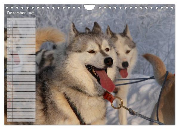 Produktbild: Huskies! (Wandkalender 2026 DIN A4 quer), CALVENDO Monatskalender