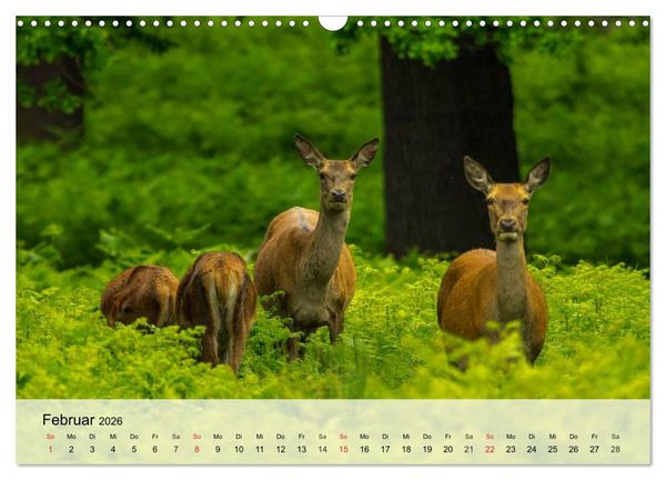 Produktbild: Rotwild. Edle Hirsche, stolze K&uuml;he (Wandkalender 2026 DIN A3 quer), CALVENDO Monatskalender