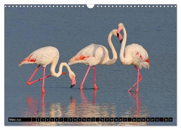 Produktbild: Camargue - Im Land der wei&szlig;en Pferde und schwarzen Stiere (Wandkalender 2026 DIN A3 quer), CALVENDO Monatskalender