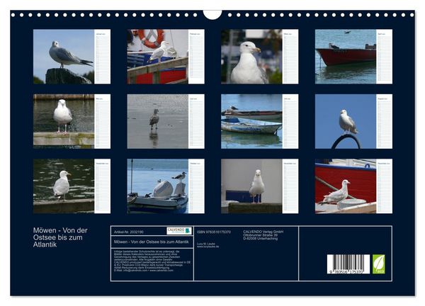 Produktbild: M&ouml;wen - Von der Ostsee bis zum Atlantik (Wandkalender 2026 DIN A3 quer), CALVENDO Monatskalender