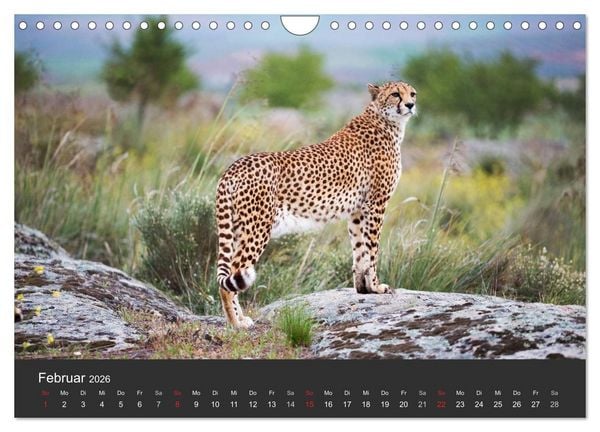 Produktbild: Geparden. Die eleganten Katzen. (Wandkalender 2026 DIN A4 quer), CALVENDO Monatskalender