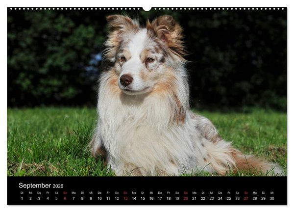 Produktbild: Border Collie 2026 (hochwertiger Premium Wandkalender 2026 DIN A2 quer), Kunstdruck in Hochglanz