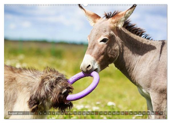 Produktbild: Kleiner Esel. Boldewyn und seine Freunde (hochwertiger Premium Wandkalender 2026 DIN A2 quer), Kunstdruck in Hochglanz