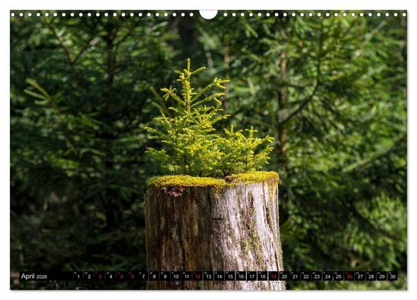 Produktbild: Arnsberger Wald (Wandkalender 2026 DIN A3 quer), CALVENDO Monatskalender