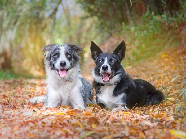 Produktbild: CALVENDO Puzzle Border Collies im herbstlichen Wald 1000 Teile Lege-Gr&ouml;&szlig;e 64 x 48 cm Foto-Puzzle Bild von Barbara Homolka
