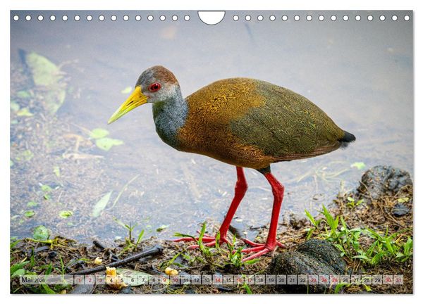 Produktbild: Phantastische Vogelwelt Costa Rica (Wandkalender 2026 DIN A4 quer), CALVENDO Monatskalender
