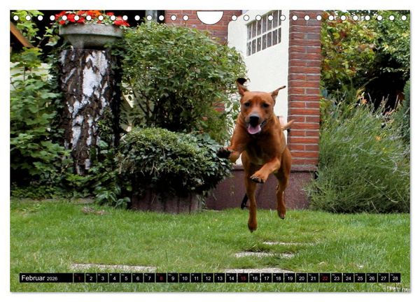 Produktbild: Rhodesian Ridgeback - Schnappsch&uuml;sse - (Wandkalender 2026 DIN A4 quer), CALVENDO Monatskalender