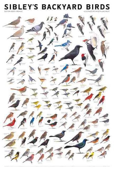 Produktbild: Sibley's Backyard Birds