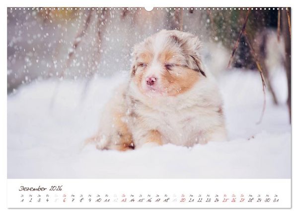 Produktbild: Wunderbare Australian Shepherds (hochwertiger Premium Wandkalender 2026 DIN A2 quer), Kunstdruck in Hochglanz