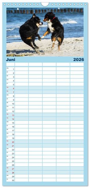Produktbild: Familienplaner 2026 - Berner Sennenhunde am Strand mit 5 Spalten (Wandkalender, 21 x 45 cm) CALVENDO