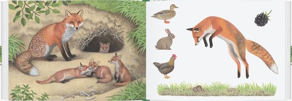 Produktbild: Tiere im Wald