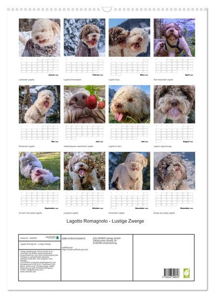 Produktbild: Lagotto Romagnolo - Lustige Zwerge (Wandkalender 2026 DIN A2 hoch), CALVENDO Monatskalender