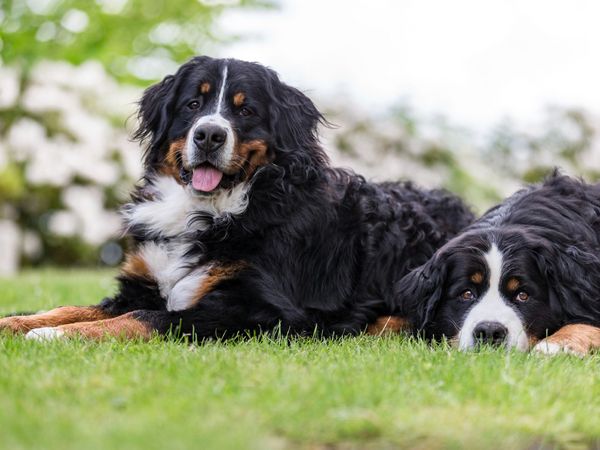 Produktbild: CALVENDO Puzzle Berner Sennenhunde im Fr&uuml;hling 1000 Teile Lege-Gr&ouml;&szlig;e 64 x 48 cm Foto-Puzzle Bild von Annett Mirsberger