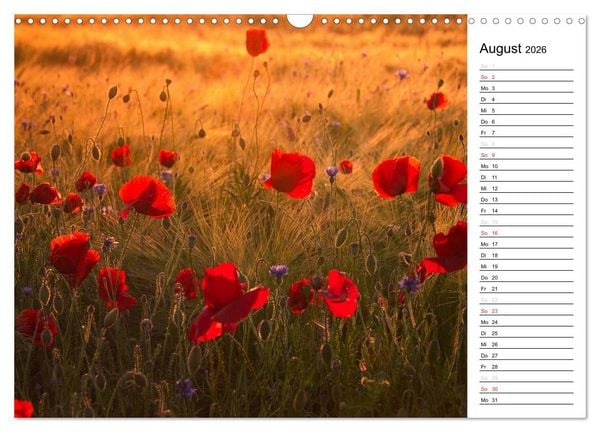 Produktbild: Ein Traum von Mohn (Wandkalender 2026 DIN A3 quer), CALVENDO Monatskalender